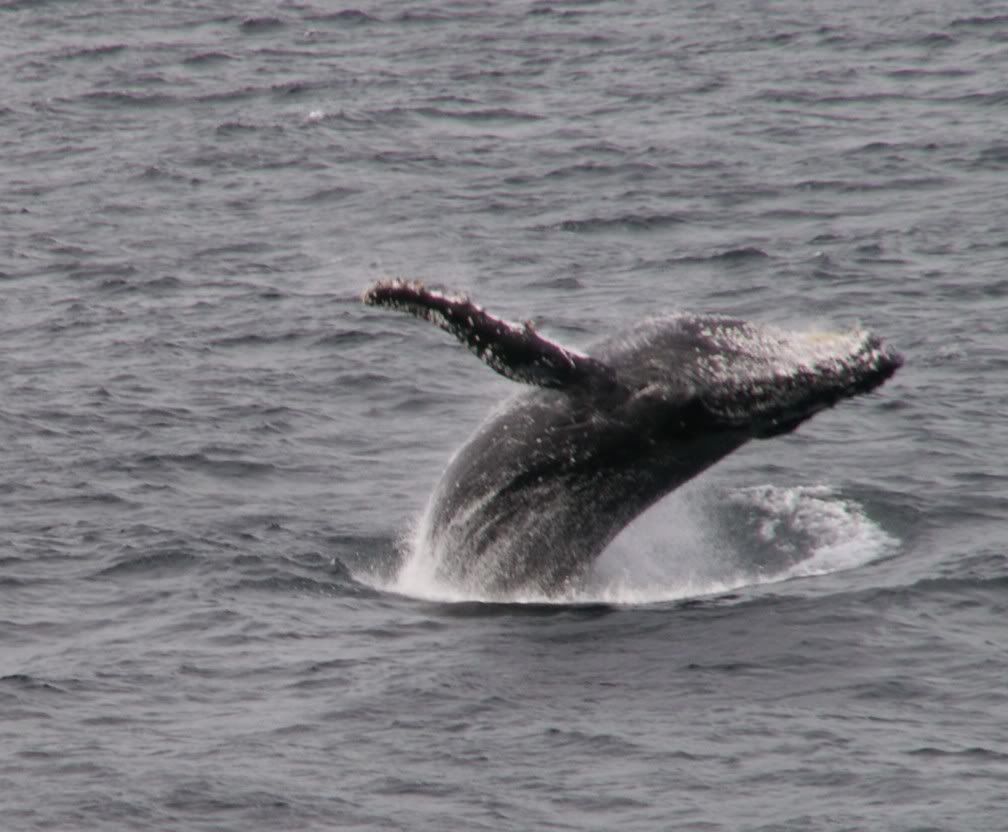 whale_10.jpg