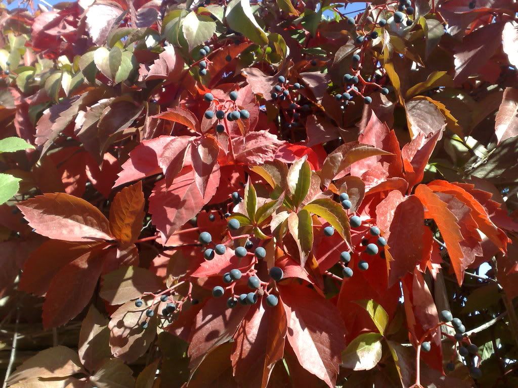 121020081396.jpg
