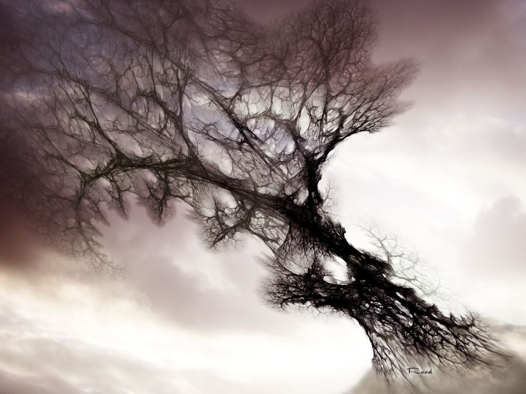 123Mystical_Tree.jpg