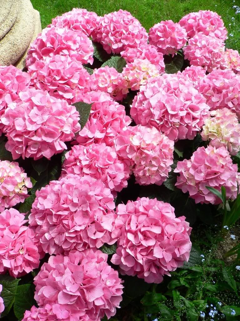 Hydrangea_macrophylla_-_Bigleaf_hyd.jpg
