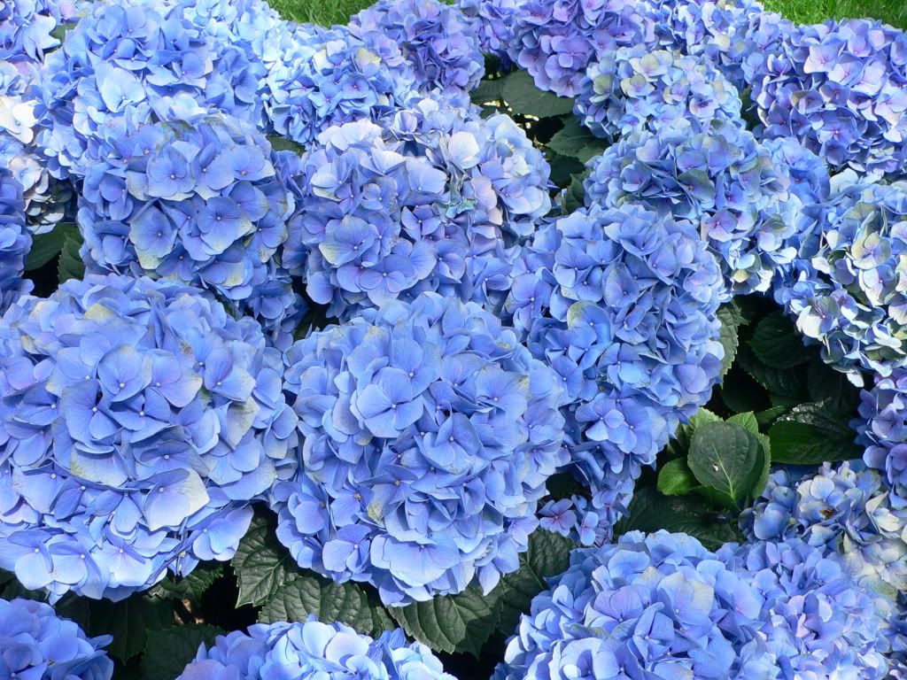 Hydrangea_macrophylla_-_Hortensia_h.jpg