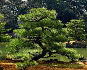 Pine-Tree-Bonzai-type_2198_small.jpg