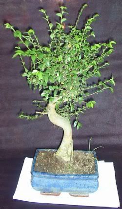 bonzai6.jpg