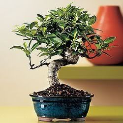 ficusbonzai.jpg