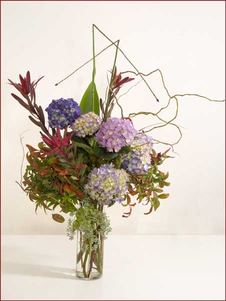 leucadendronhydrangea.jpg