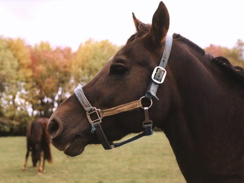 1024-horse7.jpg