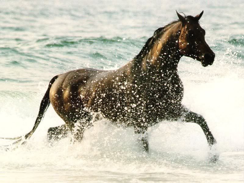 Horse1.jpg