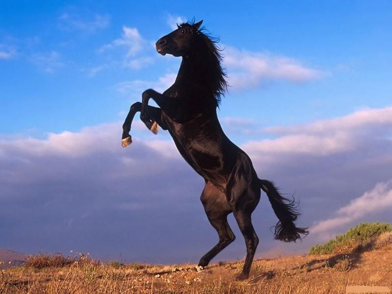 Horses.jpg