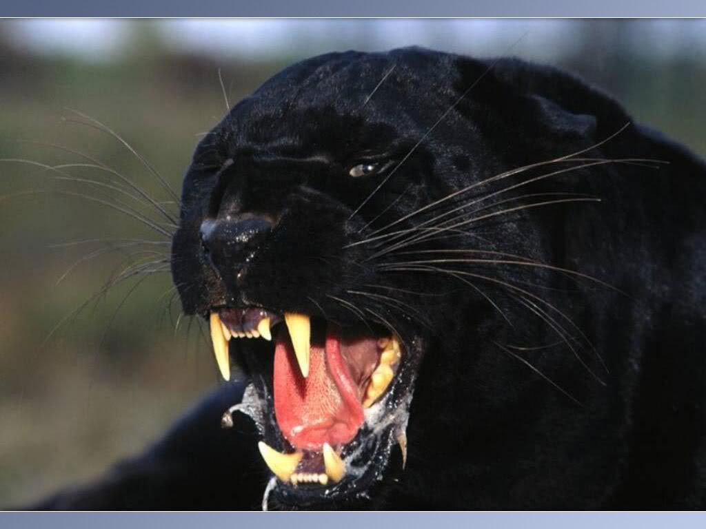 Panther-0001.jpg