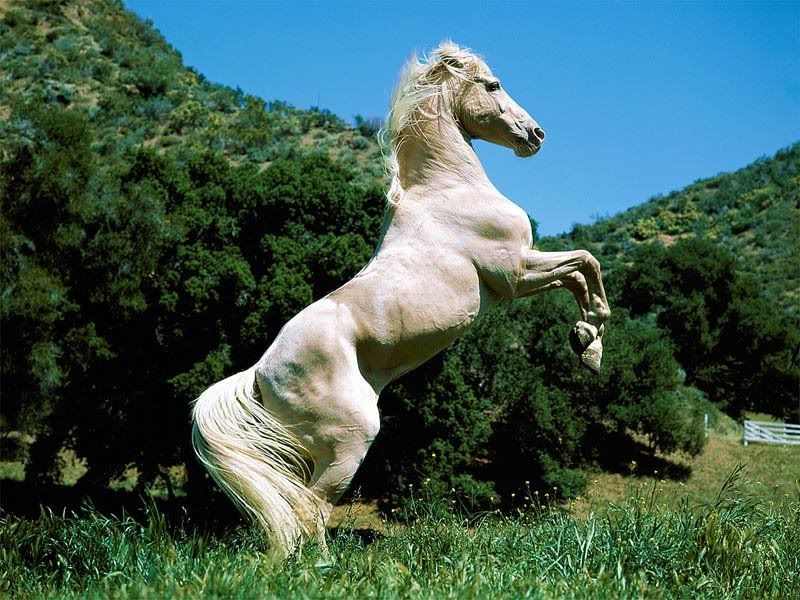 at_018.jpg