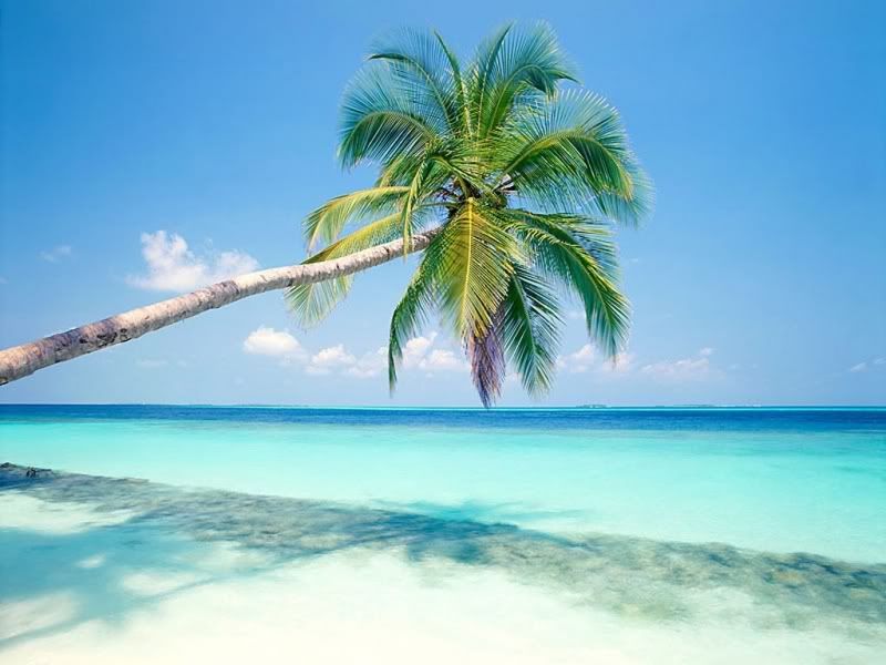 beach_wallpapers-01vxc.jpg