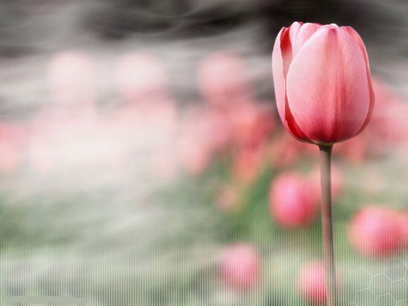 flower_114-1.jpg
