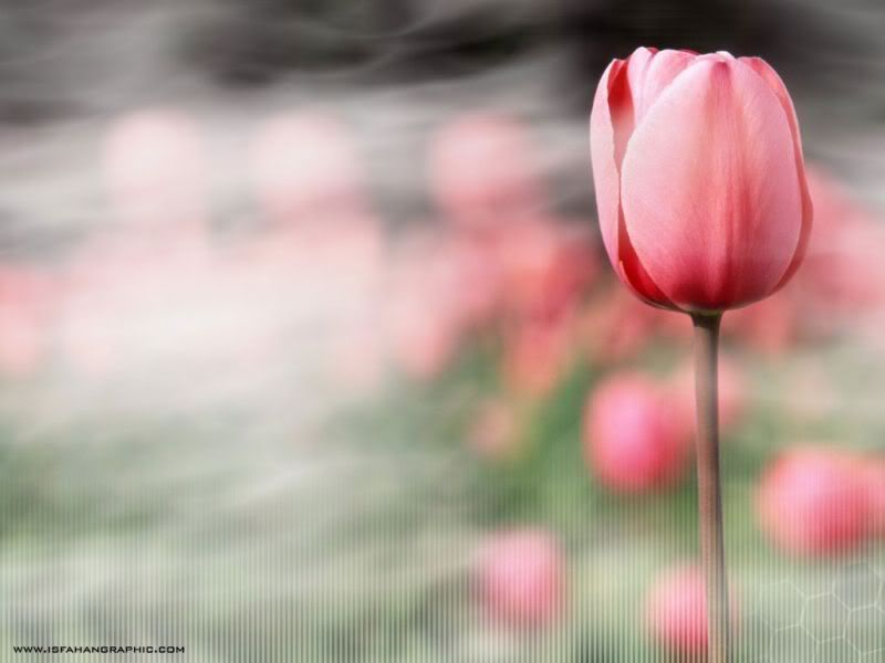 flower_114.jpg