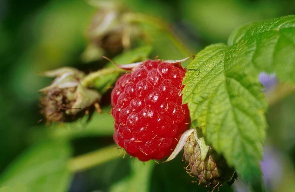 fruit05-164764-buyuk.jpg