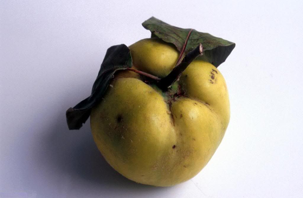 fruit10-502346-buyuk.jpg