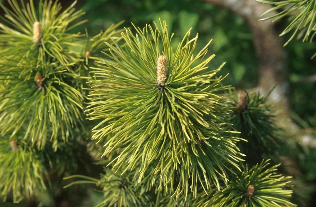 leaf09-169900-buyuk.jpg