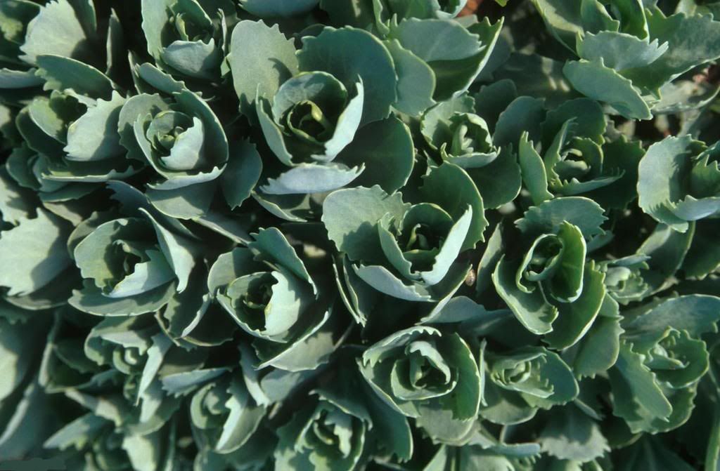 leaf10-324670-buyuk.jpg