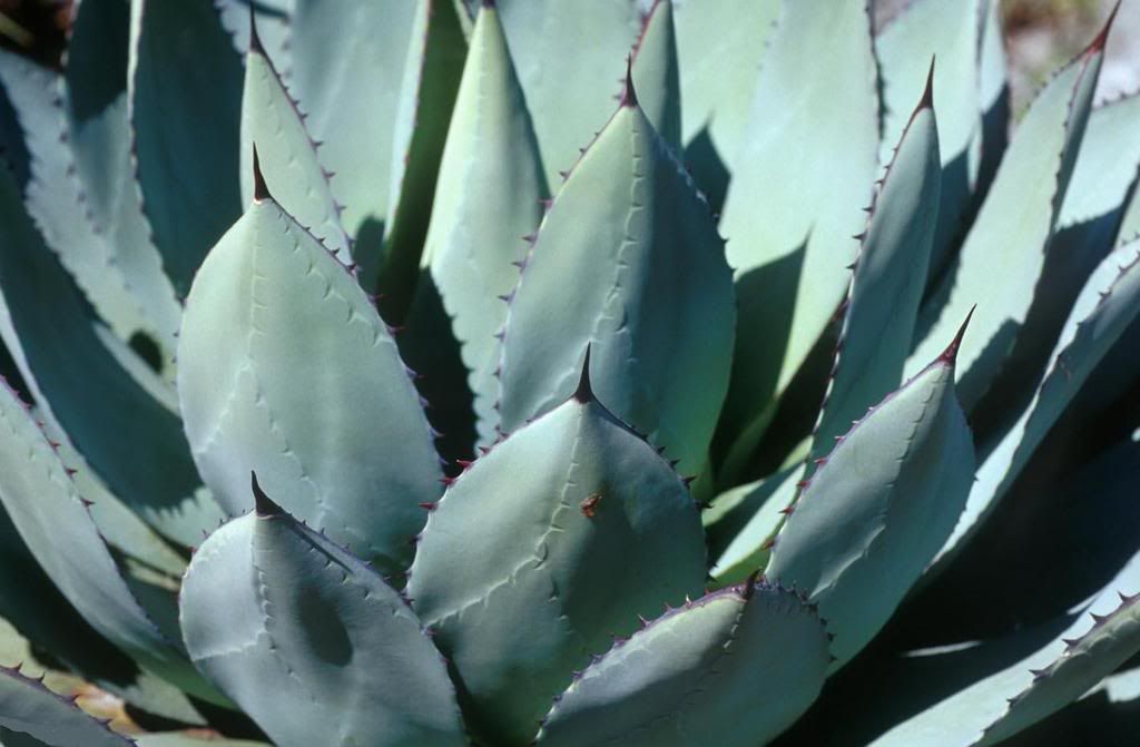 leaf11-846713-buyuk.jpg