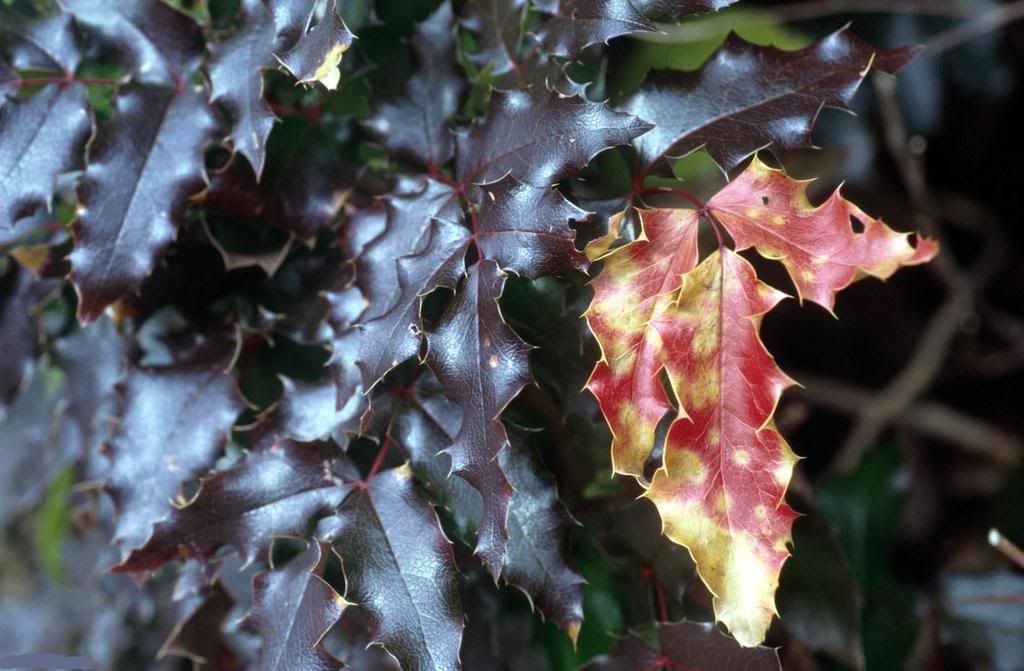 leaf13-361309-buyuk.jpg