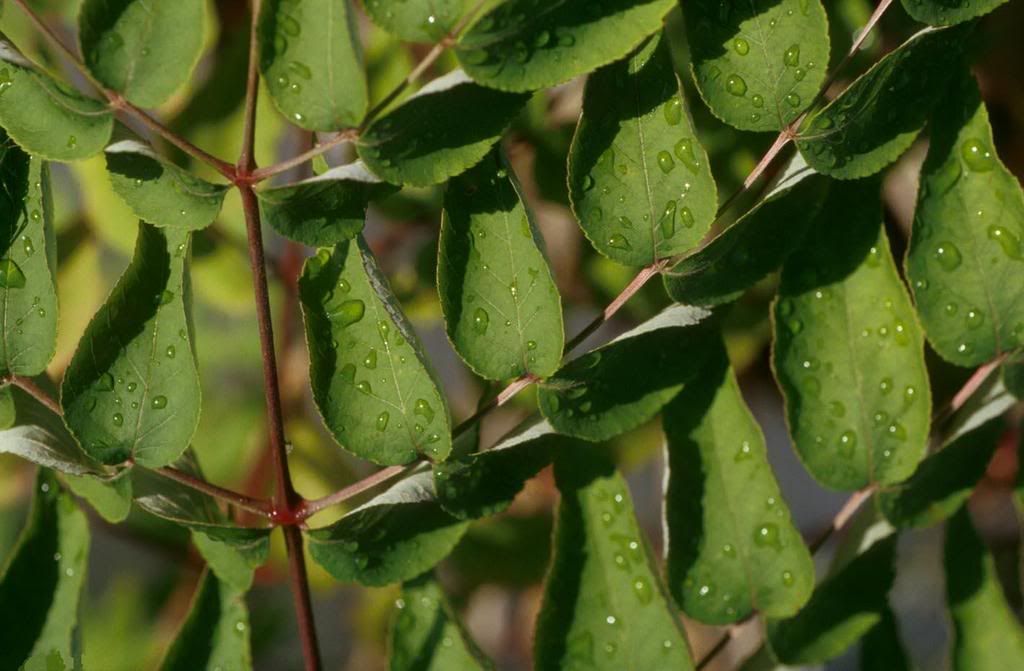 leaves02-312008-buyuk.jpg