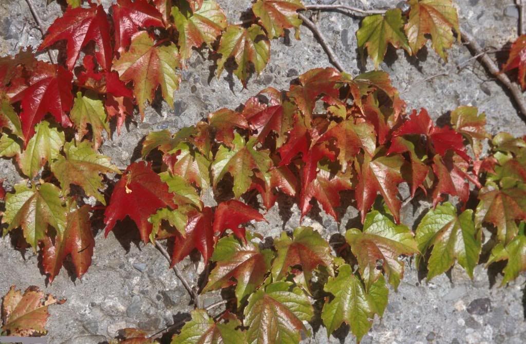 leaves05-231341-buyuk.jpg