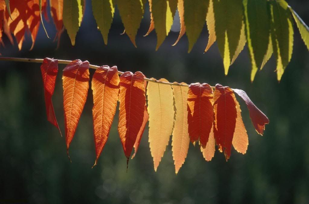 leaves06-332003-buyuk.jpg