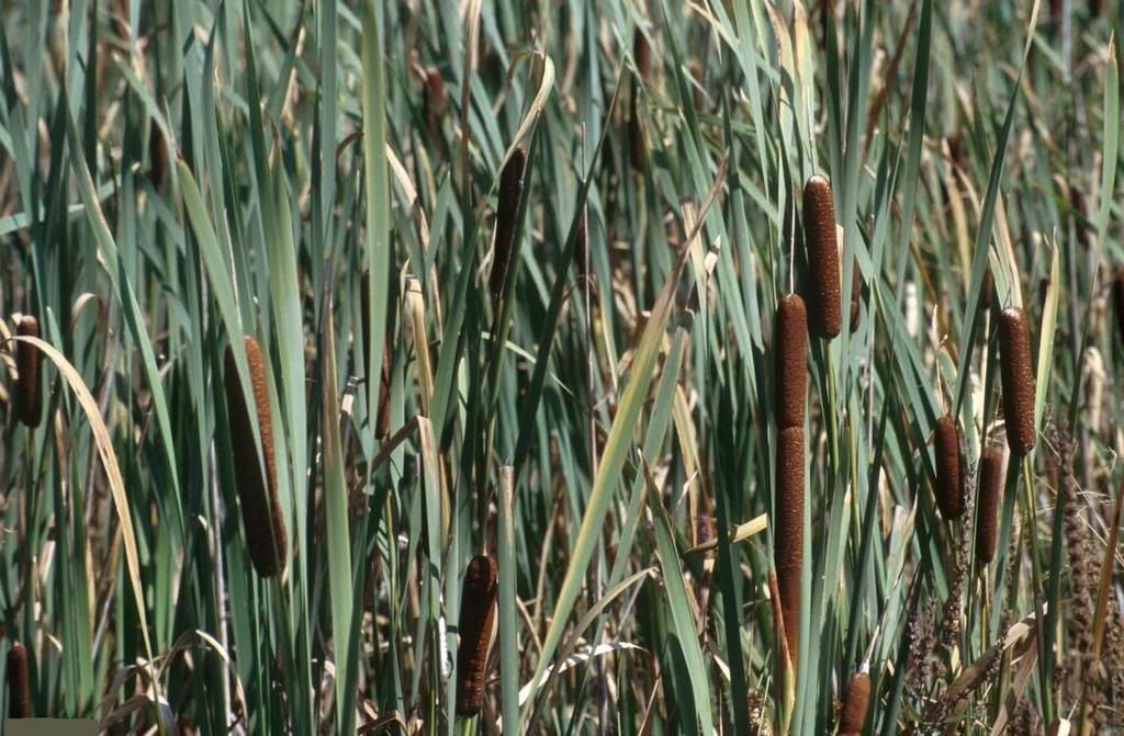 leaves12-803070-buyuk.jpg