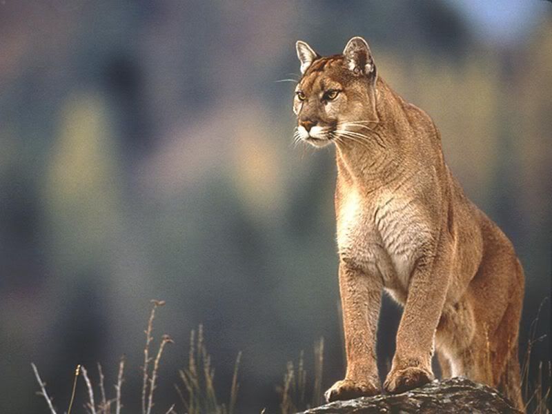 panther.jpg