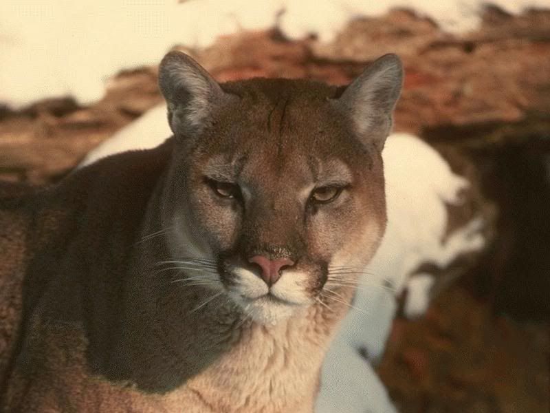 panther_2.jpg