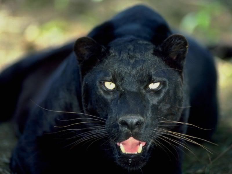 panther_4.jpg