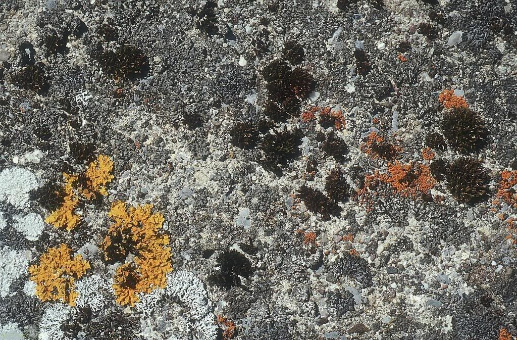 texture009-680517-buyuk.jpg