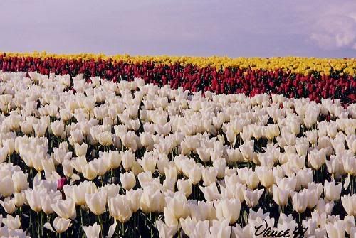 tulip4.jpg