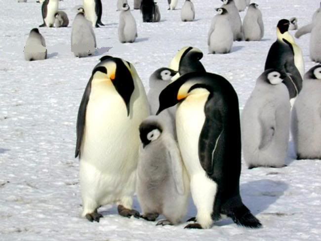 x10penguen-15.jpg