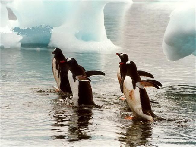 x12penguen-19.jpg