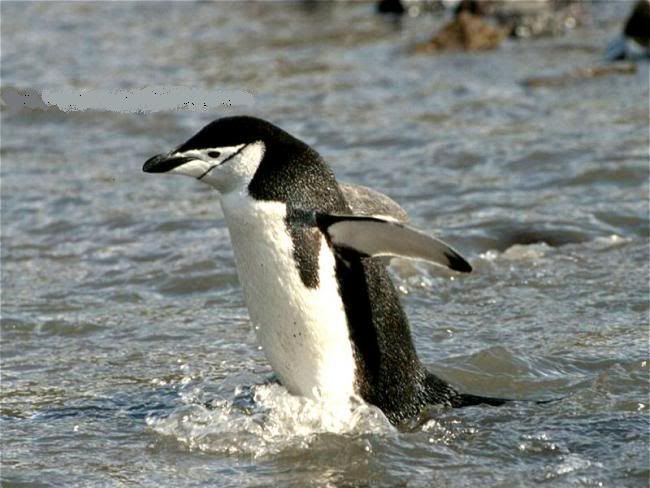 x13penguen-20.jpg