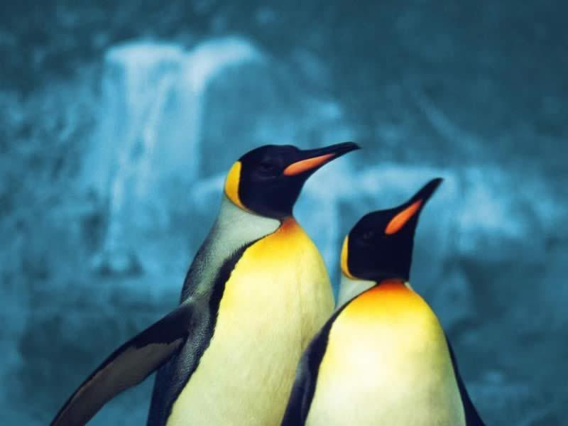 x14penguen_2.jpg