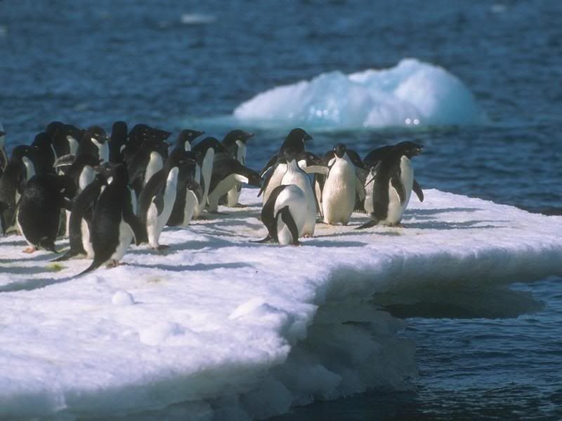 x15Penguin_Gathering.jpg