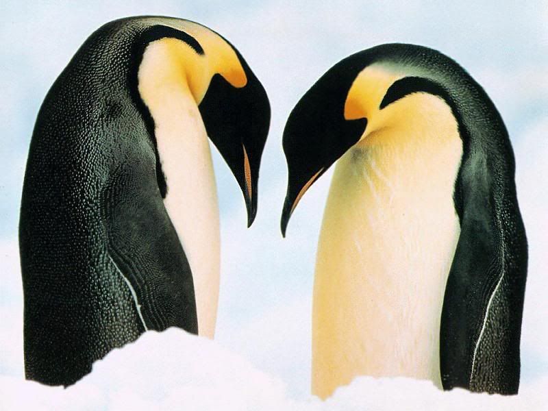 x17pinguins2.jpg