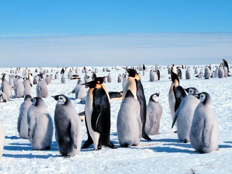 x1Emperor_Penguins.jpg
