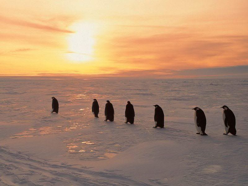 x2penguen4.jpg