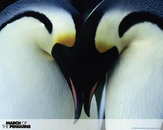 x3penguen-2.jpg