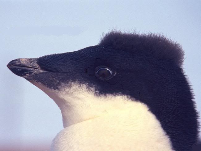 x4penguen-3.jpg