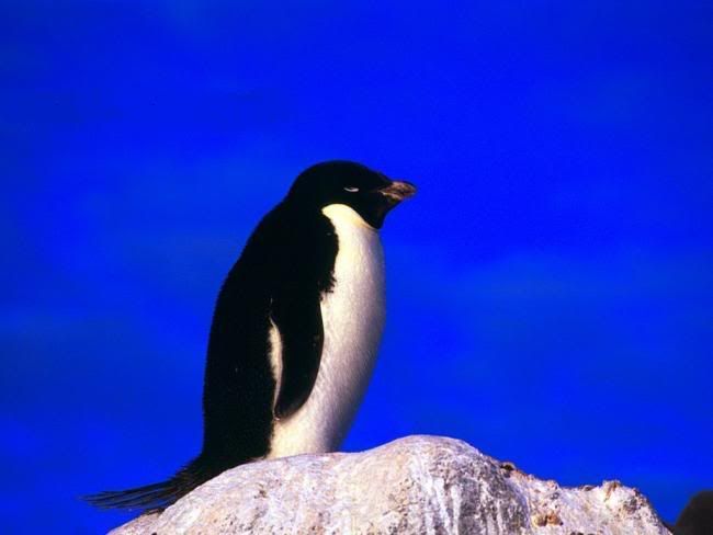 x5penguen-4.jpg