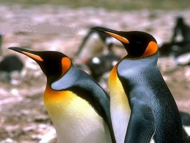 x6penguen-6.jpg
