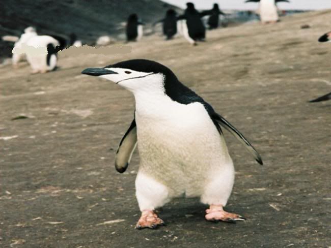 x7penguen-7.jpg