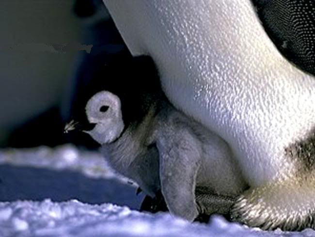 x8penguen-10.jpg