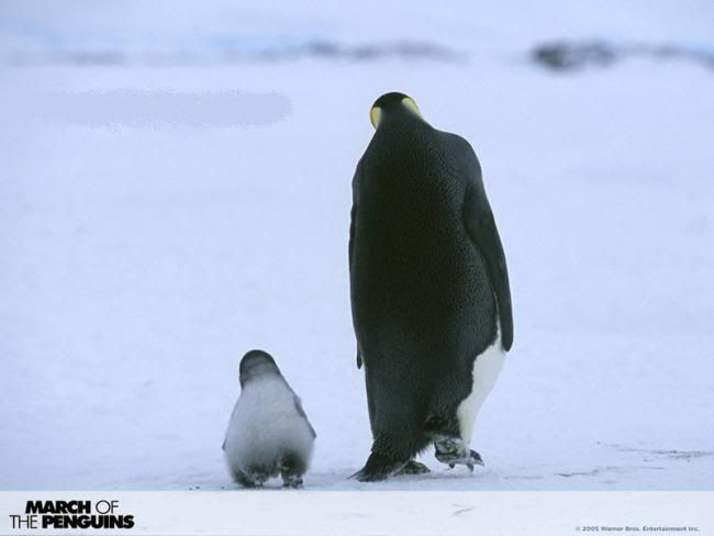 x9penguen-13.jpg