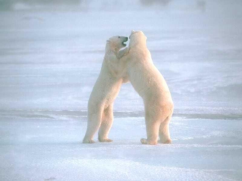 xbear_4.jpg