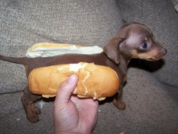 A Dachshund Hot Dog!