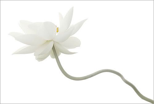 Lotus-Flower-IMGP5938.jpg